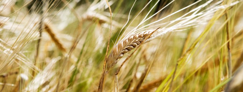 Wheat Background Wheat Background