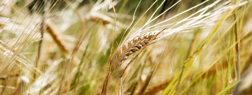 Wheat Background